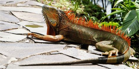 How do you house an iguana?
