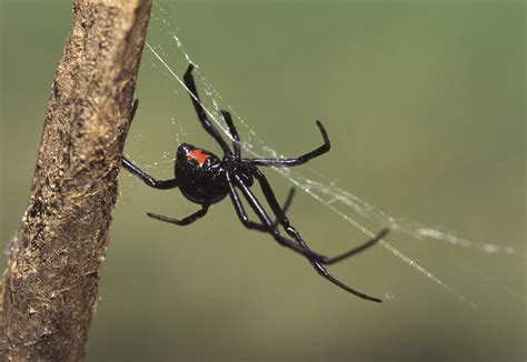 How do you identify a black widow spider?