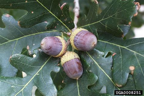 How do you identify a white oak acorn?