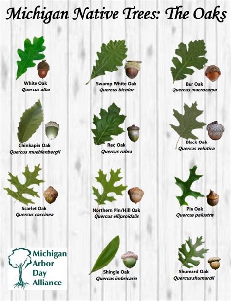 How do you identify oak?