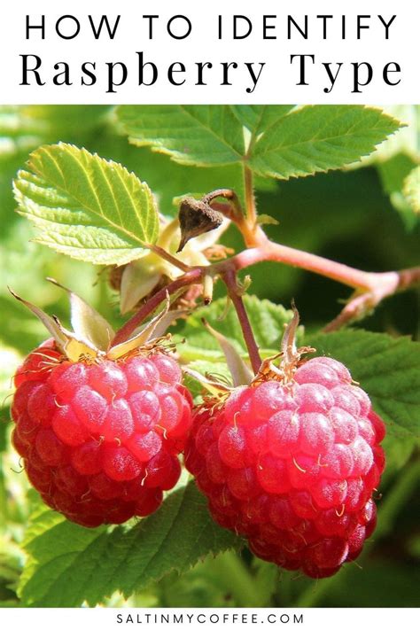 How do you identify raspberries?