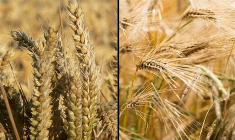 How do you identify wheat?