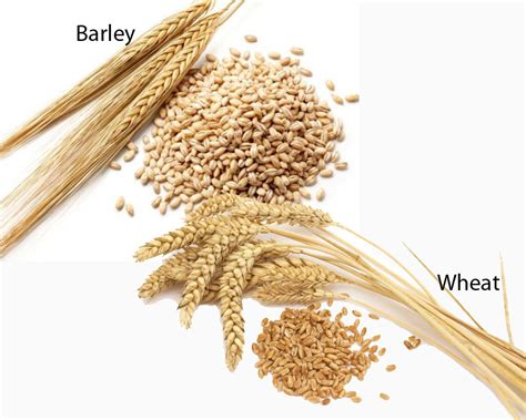 How do you identify wheat and barley?