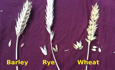 How do you identify wheat seeds?