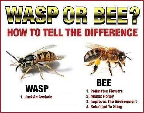 How do you ignore wasps?