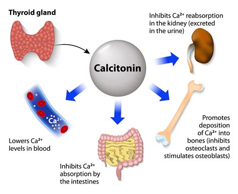 How do you increase calcium absorption?