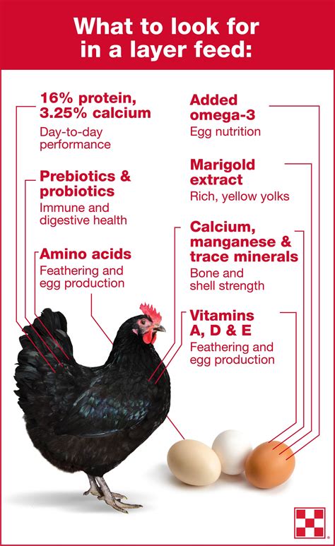 How do you increase calcium in chickens?