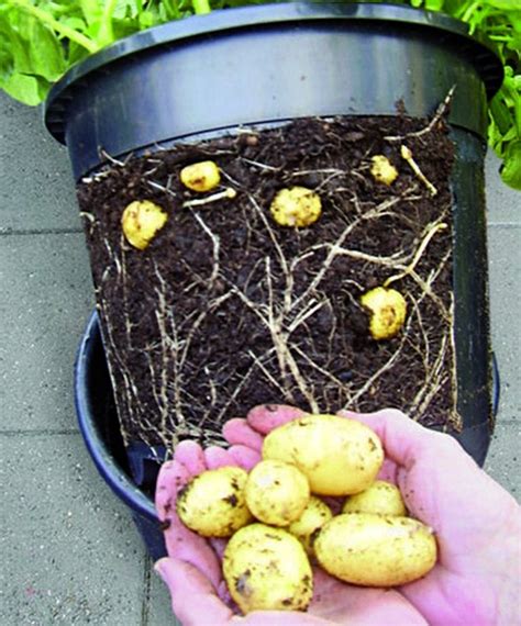 How do you increase the yield of a potato in a container?
