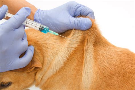 How do you inject a pet?
