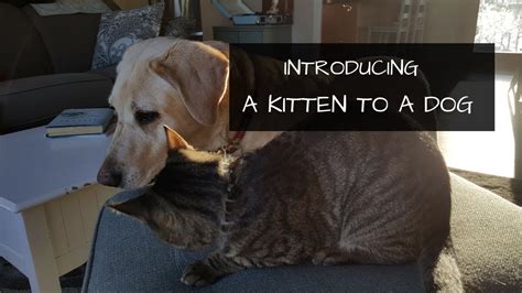 How do you introduce a cat to a big dog?