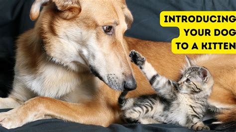 How do you introduce a kitten to a dog?