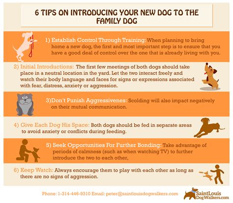 How do you introduce a new dog to a dog?