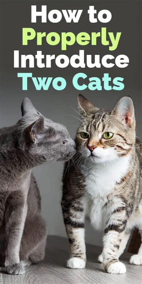 How do you introduce two cats that hate each other?