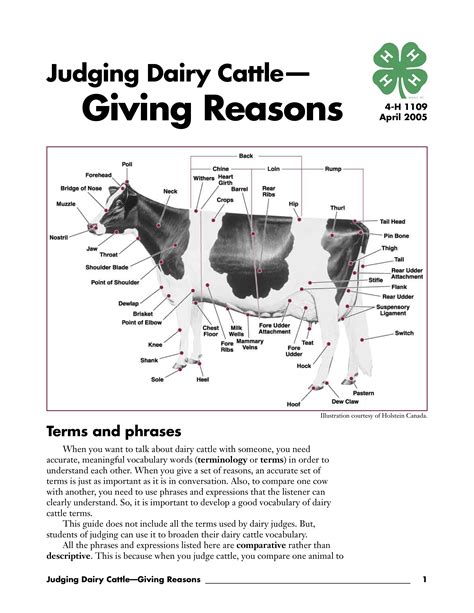 How do you judge dairy cattle?