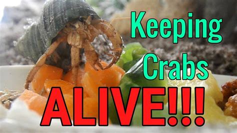 How do you keep an ocean hermit crab alive?