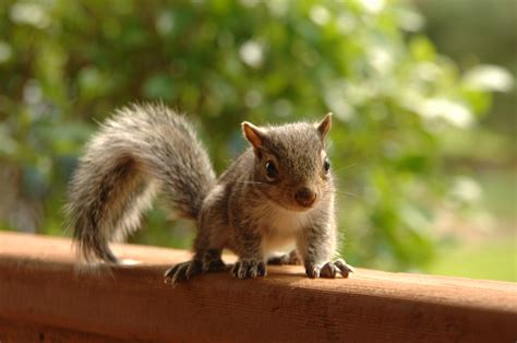 How do you keep baby squirrels alive?