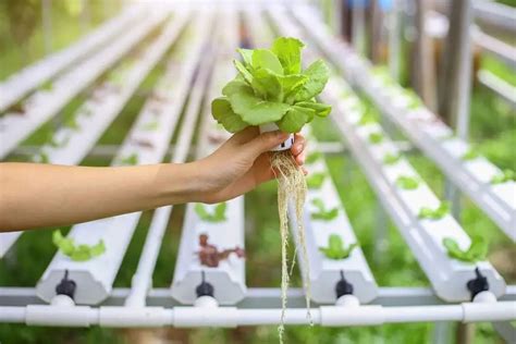 How do you keep bacteria out of hydroponics?