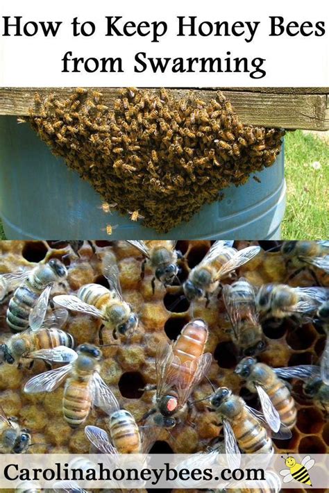 How do you keep bees from swarming?