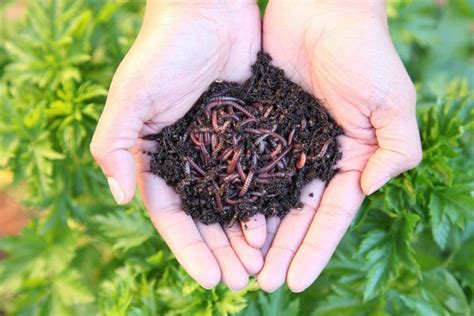 How do you keep earthworms alive for bait?