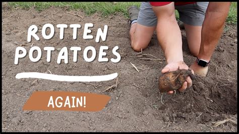 How do you keep potatoes from rotting?