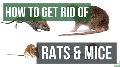 How do you keep rats away while you sleep?