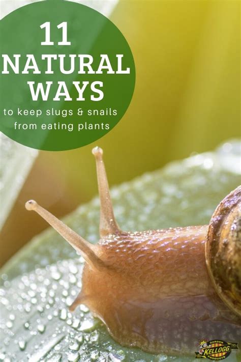 How do you keep snails away?