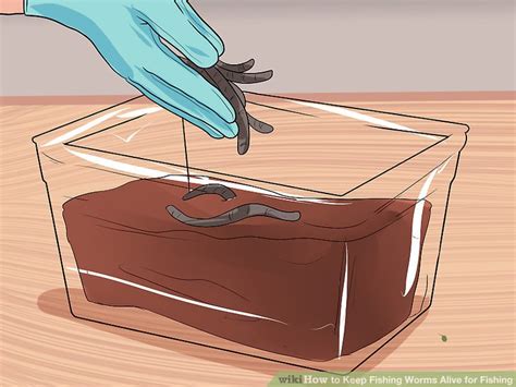 How do you keep worms alive in a container?