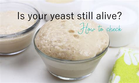 How do you keep yeast alive?
