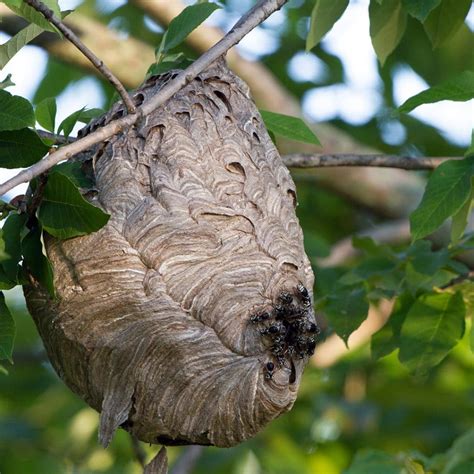 How do you kill a yellow jacket nest naturally?