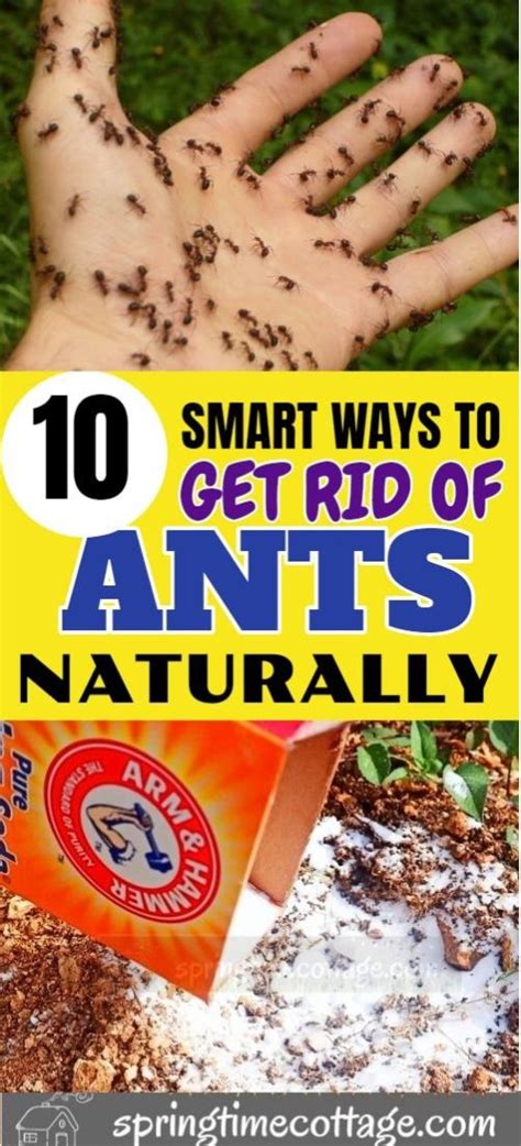 How do you kill ants?