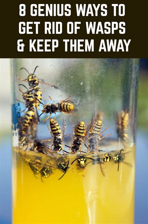 How do you kill wasps with washing up liquid?