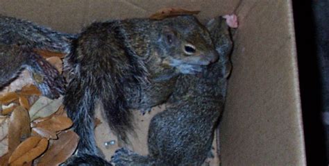 How do you know if a baby squirrel has a disease?