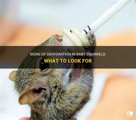 How do you know if a baby squirrel is dehydrated?