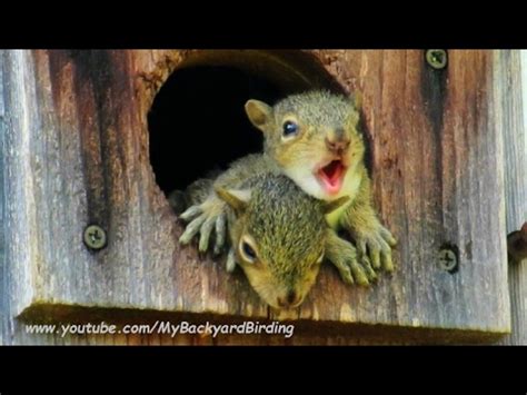 How do you know if a baby squirrel is in distress?