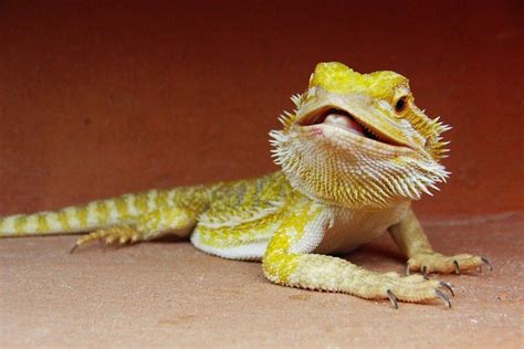 How do you know if a bearded dragon is happy?