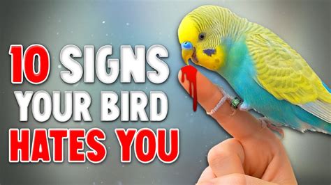 How do you know if a bird dislikes you?