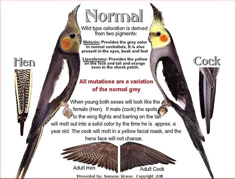 How do you know if a bird is calm?