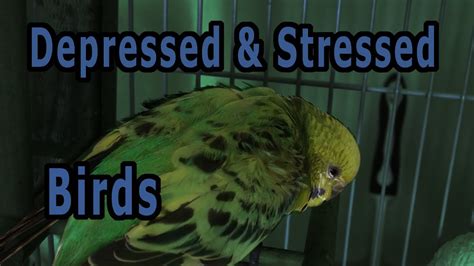 How do you know if a bird is stressed?