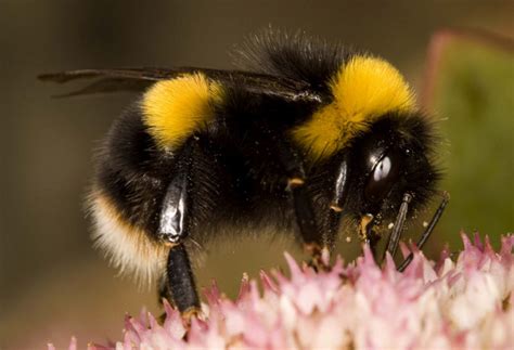 How do you know if a bumblebee is angry?