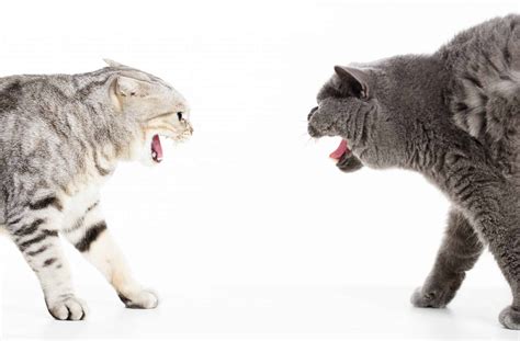 How do you know if a cat fight is serious?