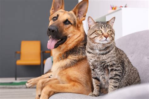 How do you know if a cat is good with a dog?