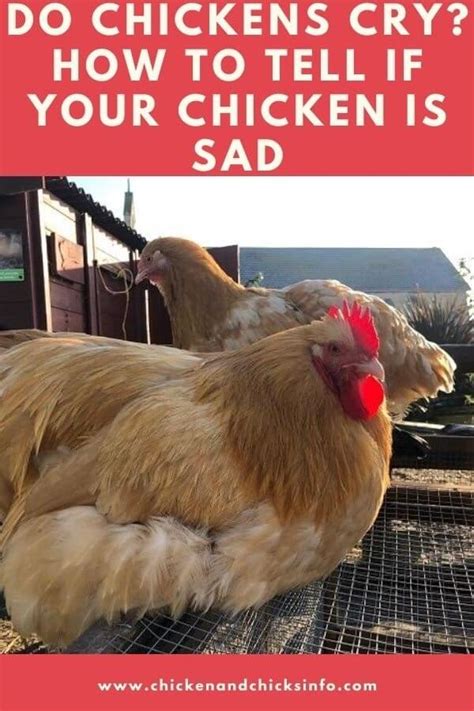 How do you know if a chicken is sad?