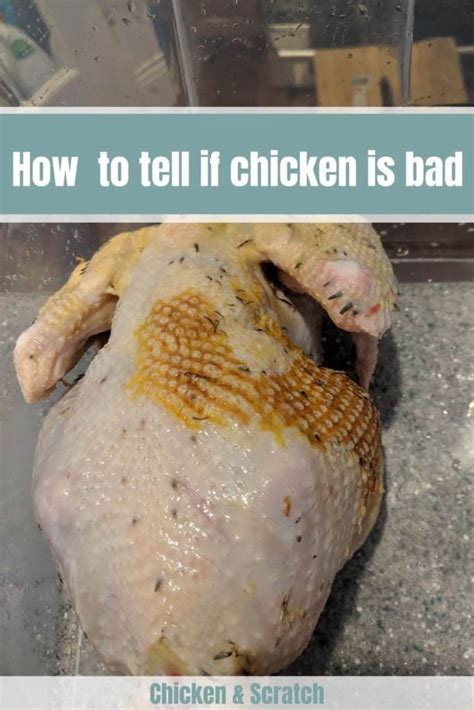 How do you know if a chicken is suffering?