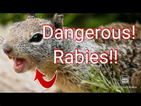 How do you know if a dead squirrel has rabies?