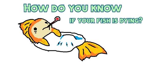 How do you know if a fish is dying of old age?