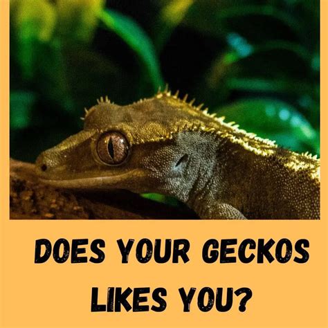 How do you know if a gecko loves you?