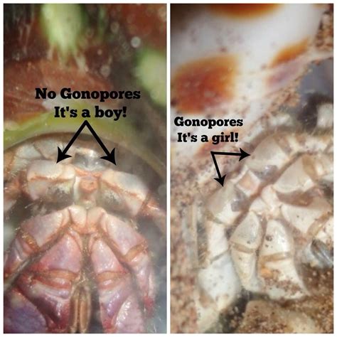 How do you know if a hermit crab is a boy or a girl?