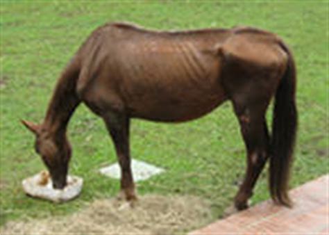 How do you know if a horse is starving?