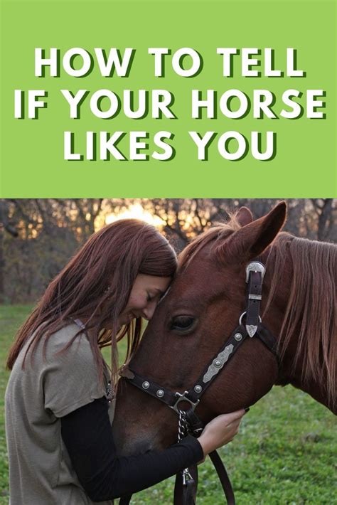 How do you know if a horse likes you?