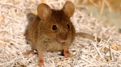 How do you know if a mouse trusts you?